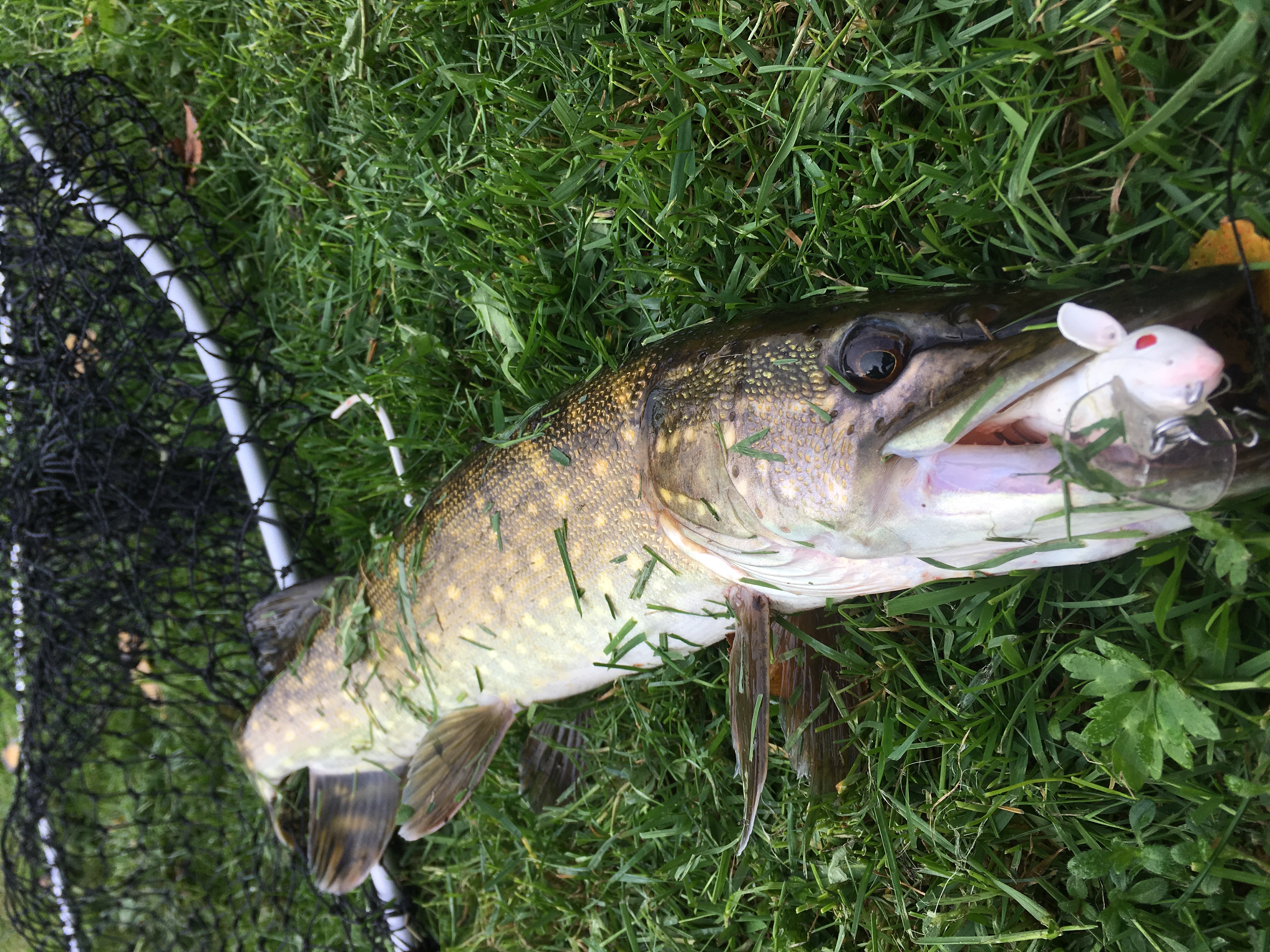 E1826F4F-C476-402F-862D-275AE50CFF4C.jpeg