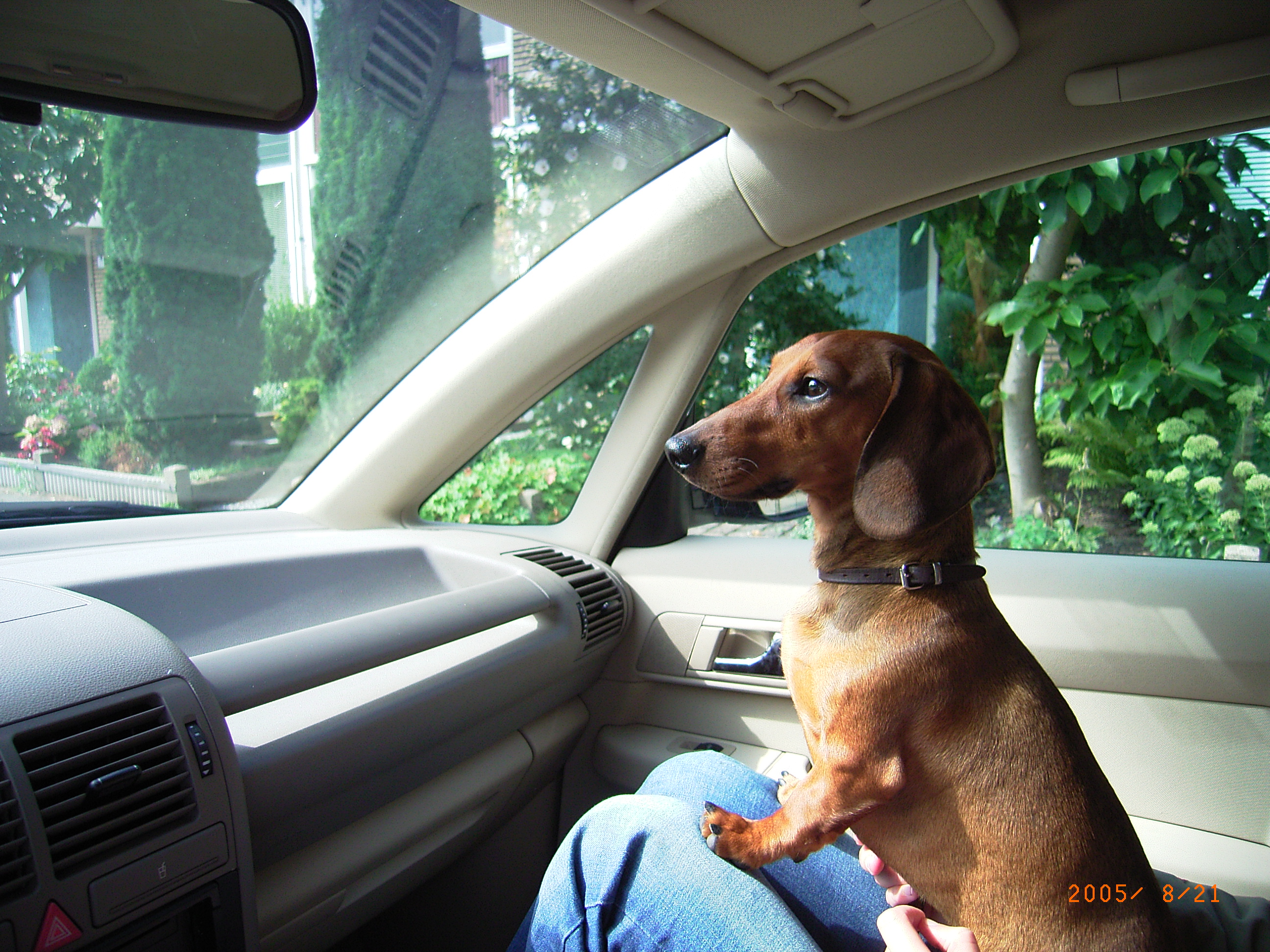 Rocco in de auto 007.jpg
