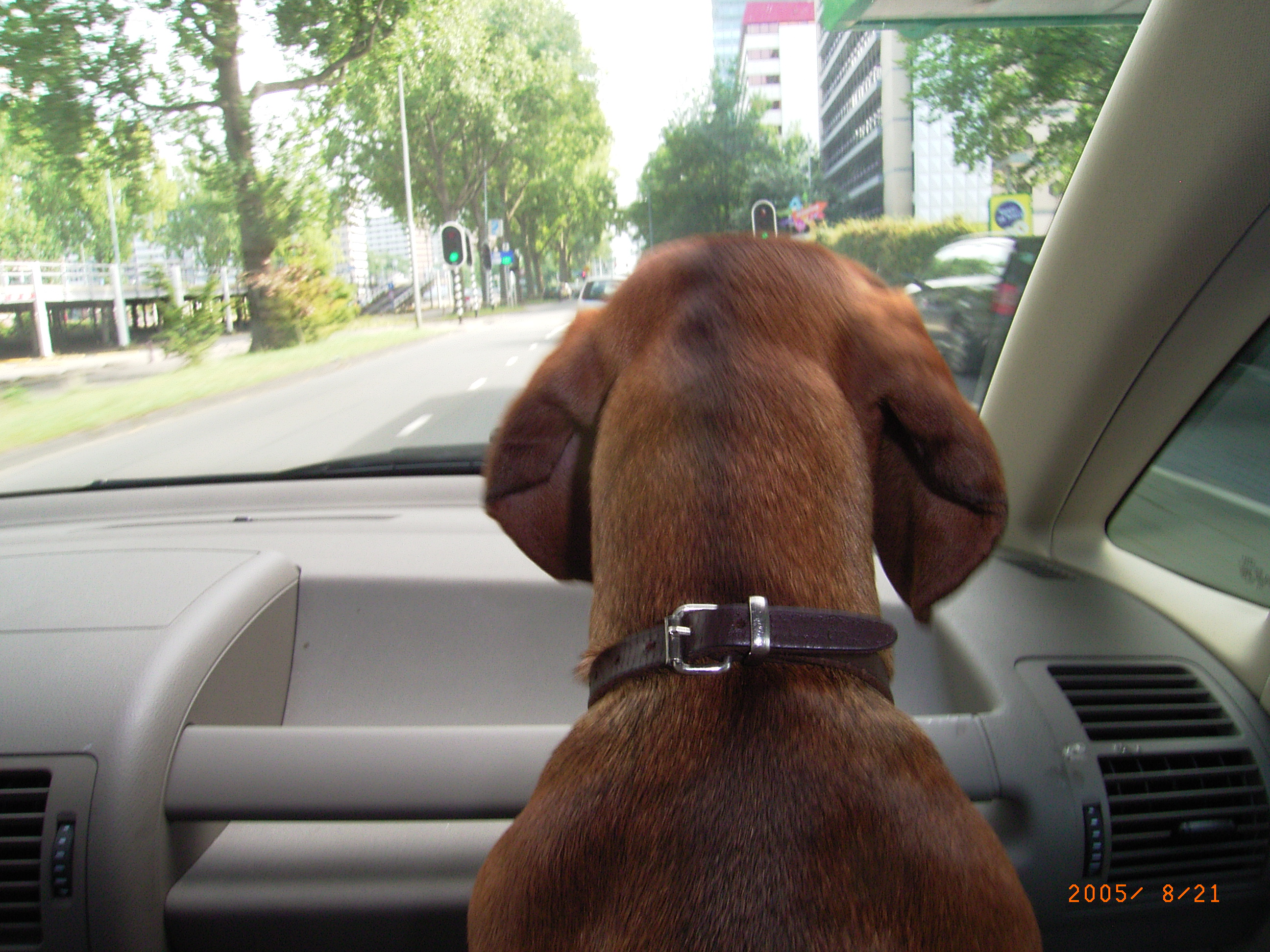 Rocco in de auto 010.jpg
